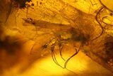Three Fossil Caddisflies and Two Flies in Baltic Amber #159800-4